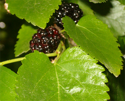 Mulberries: big, black and juicy, just the way I like 'em