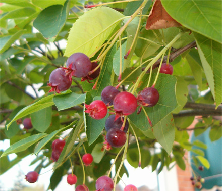 A favourite of robins, serviceberries taste the way they look: like red blueberries